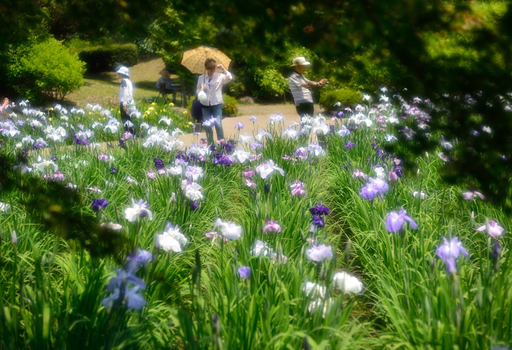 ”眩しい花菖蒲”