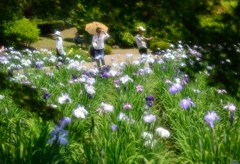 ”眩しい花菖蒲”