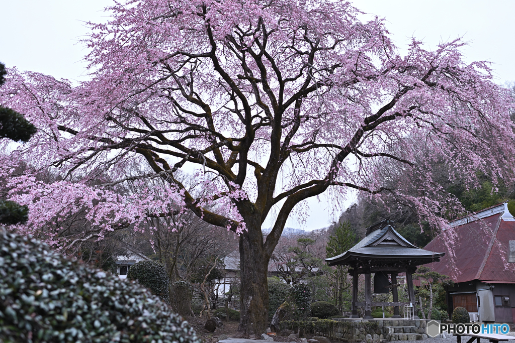霧雨で鮮やかな枝垂れ桜