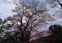 茶畑の向こうに！