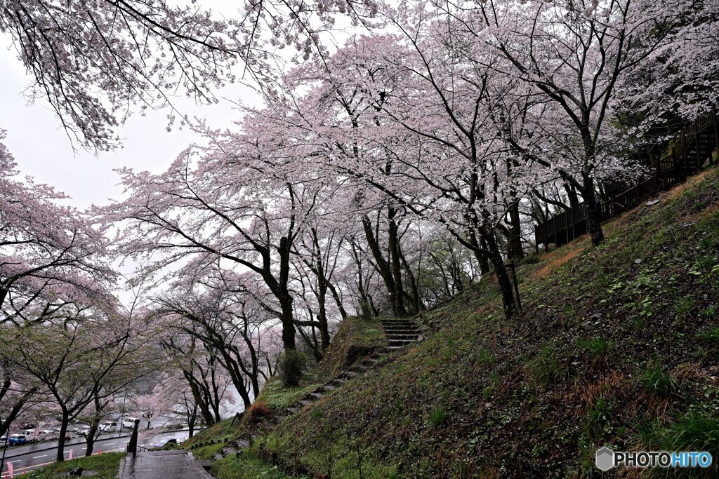 雨の城址公園Ⅲ