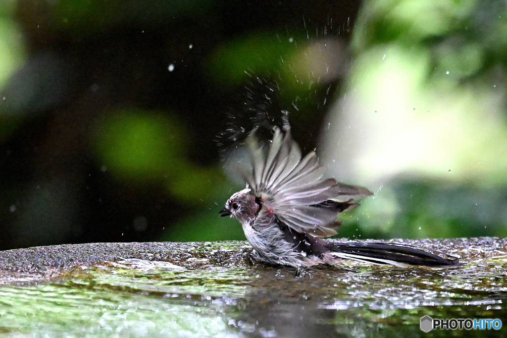 Z8 エナガ幼鳥の水浴