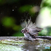 Z8 エナガ幼鳥の水浴