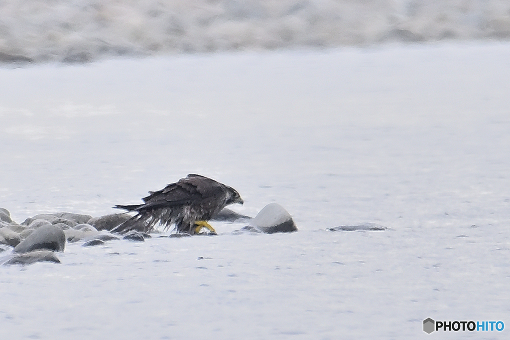 遥か先で水浴の隼