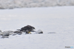 遥か先で水浴の隼