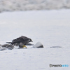 遥か先で水浴の隼