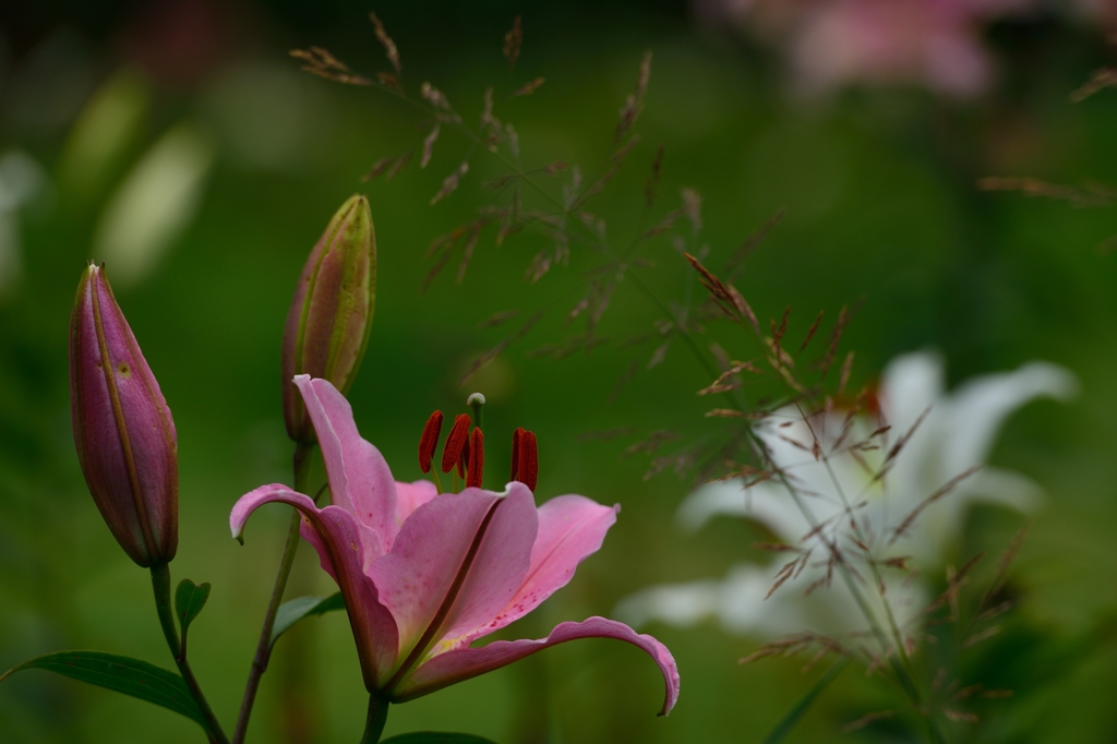 ”高原に咲くゆり（1）”