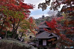 ”　横浜三渓園　”