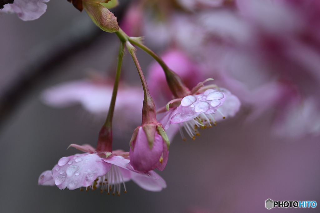 雨滴に首を垂れる