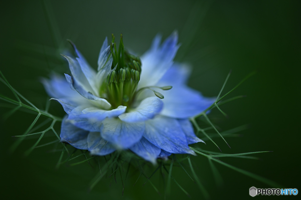 神秘な花 ”ニゲラ”