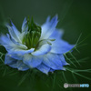 神秘な花 ”ニゲラ”