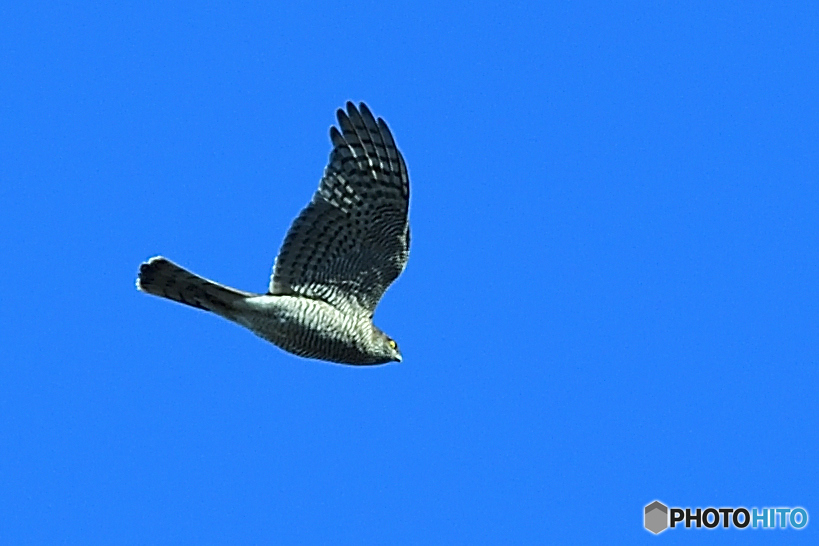 鳩の群れに突進中