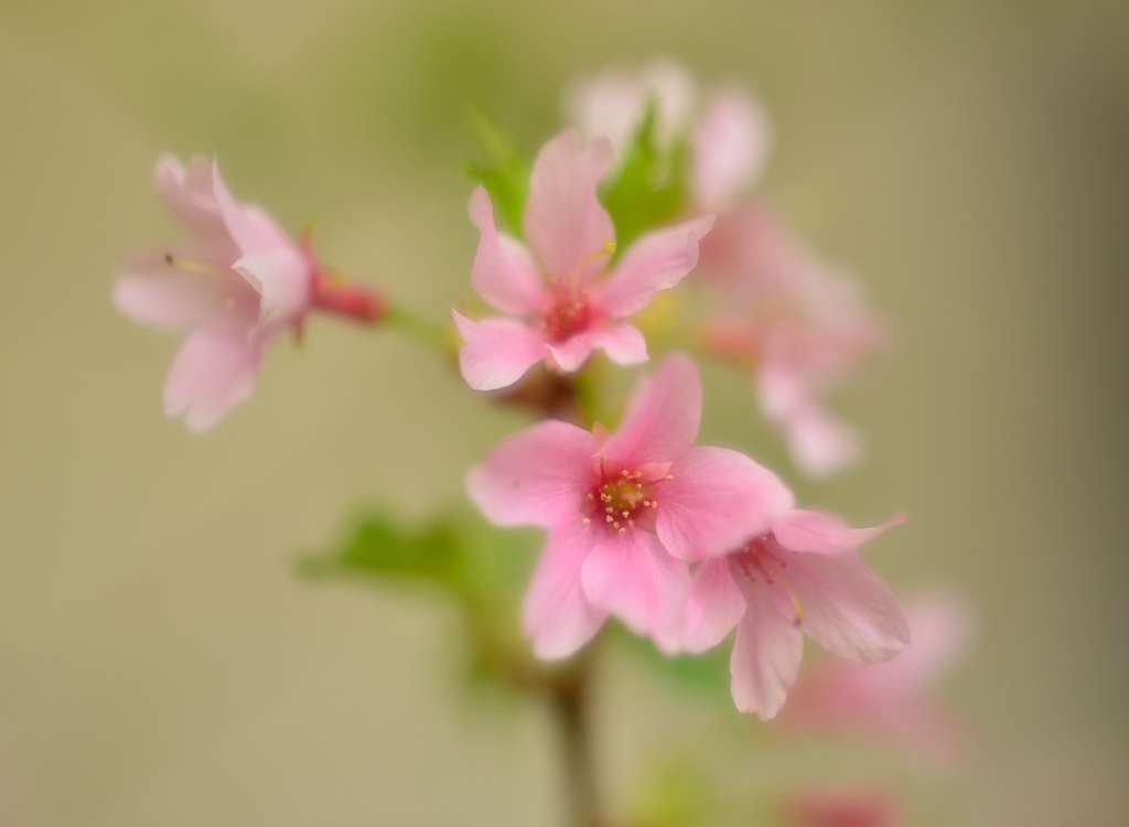 ～こしがんざくら～