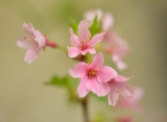 ～こしがんざくら～