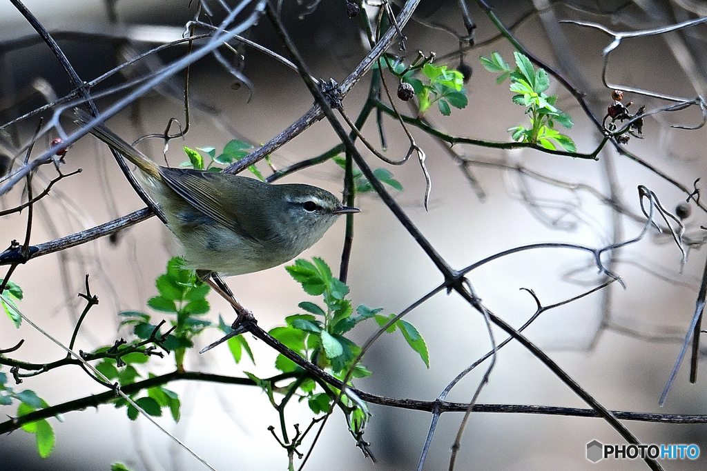 鳴き声が響く季節に