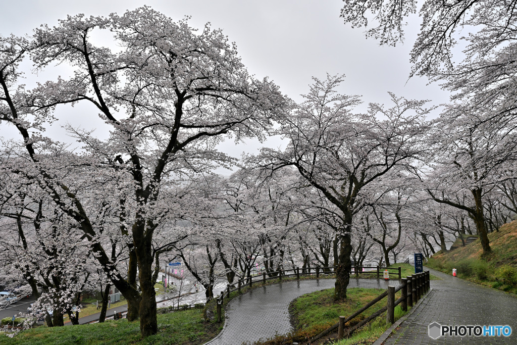 雨の城址公園Ⅳ