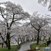 雨の城址公園Ⅳ