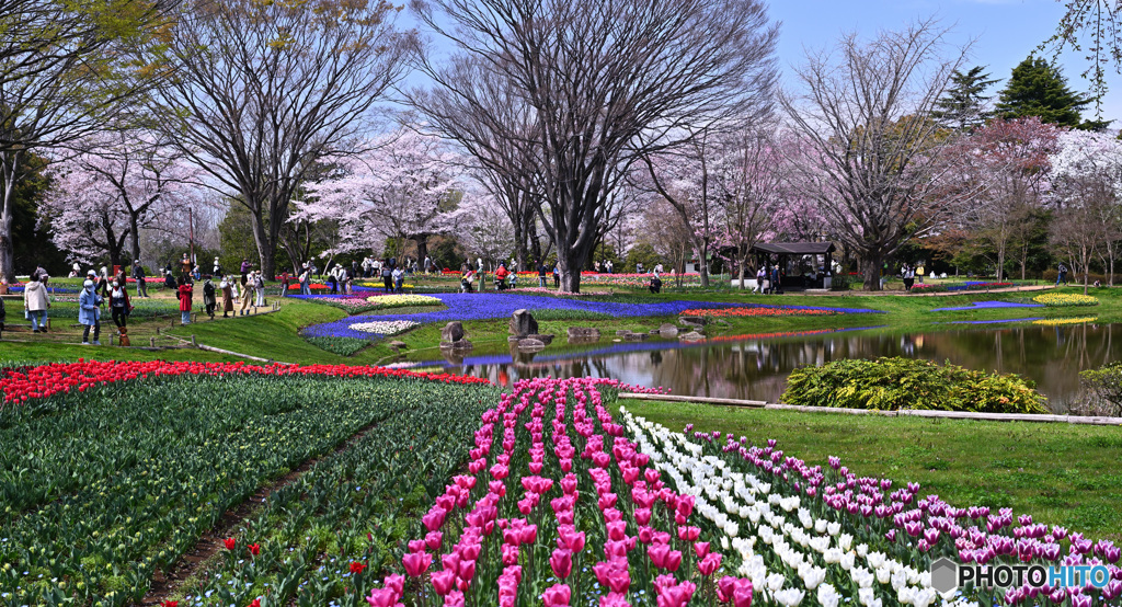 昭和記念公園開花状況