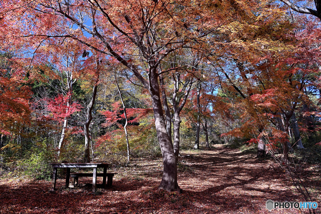 爽やかな紅の散策道