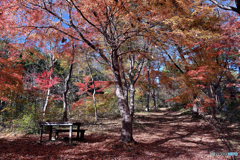 爽やかな紅の散策道