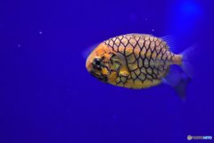 松毬魚