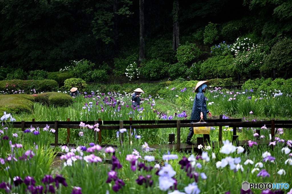 園を彩る菖蒲娘と紫陽花