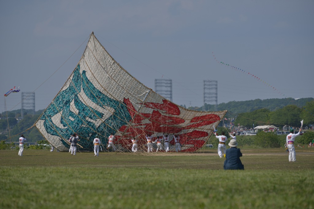 相模大凧（揚がる直前）