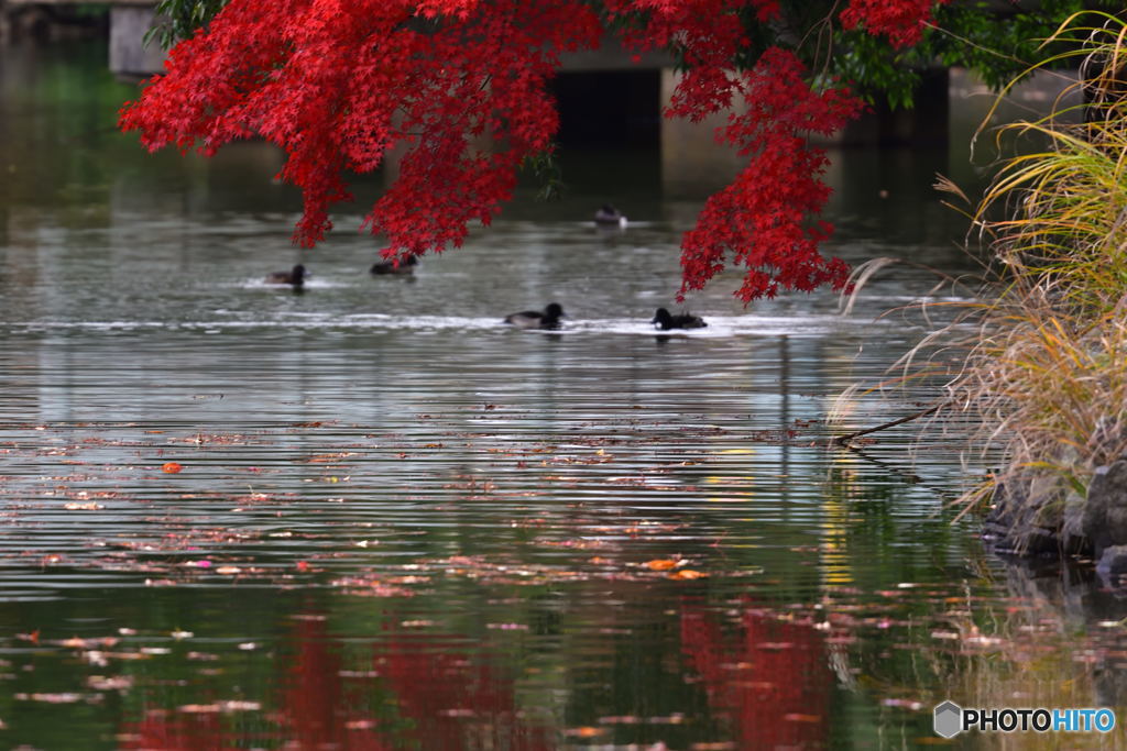 池の紅葉添え