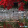 池の紅葉添え