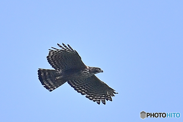 雄大な飛翔姿の熊鷹