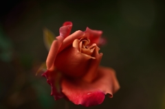 ”渋~~い薔薇”