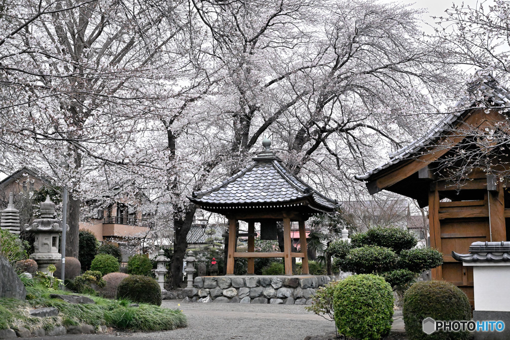 曇天にとけた染井吉野