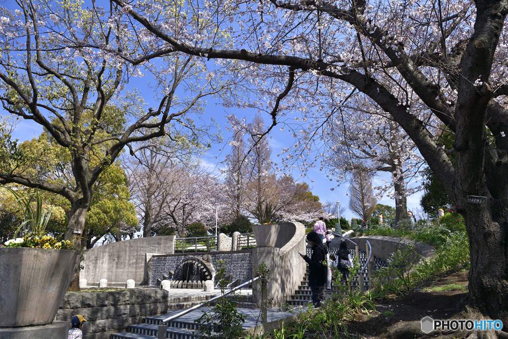 節目に咲く桜