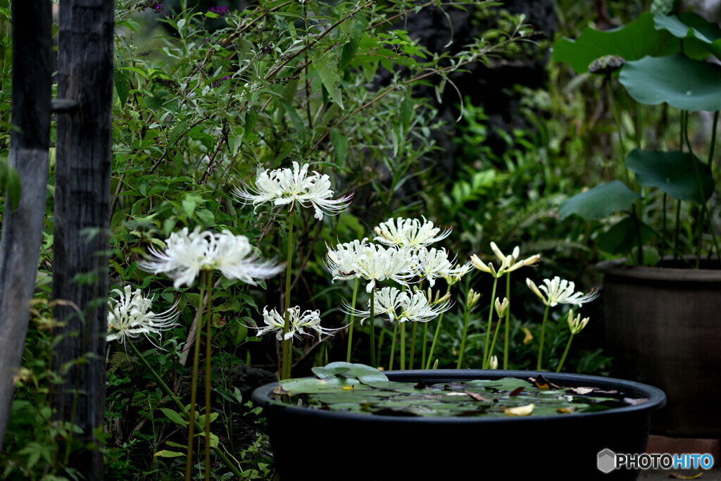 清楚な白花がお出迎え