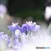 菖蒲園