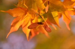 ”プロペラの富士越えは”