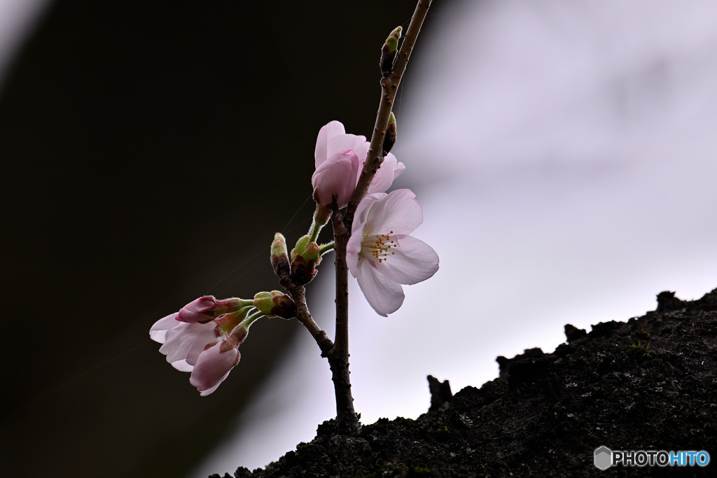 染井吉野桜開花
