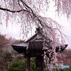 枝垂れ桜と鐘楼