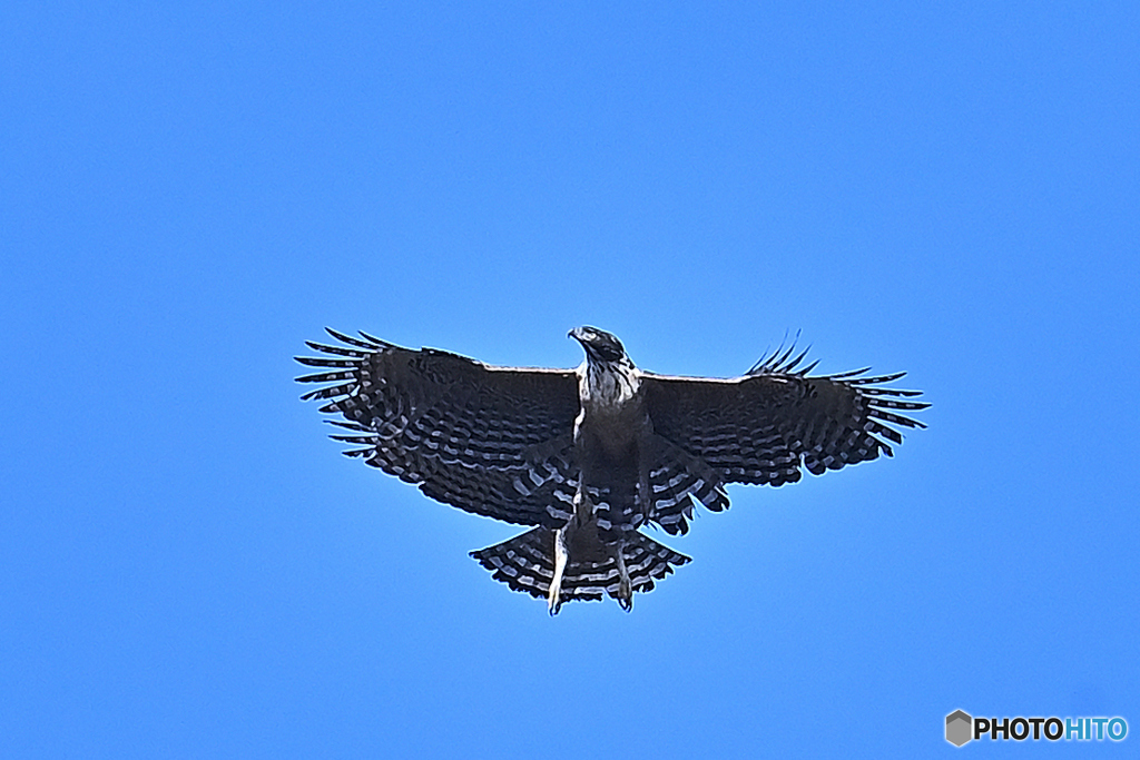 大空で求愛行動