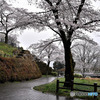 雨の城址公園Ⅴ