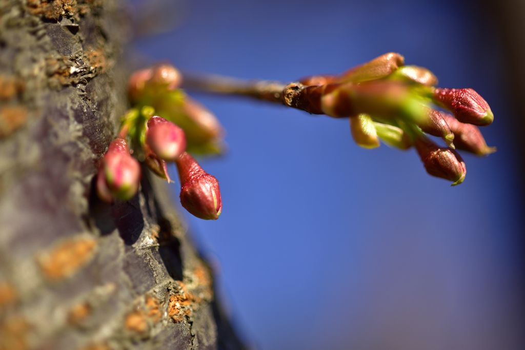 桜の開花便りは。。。