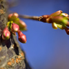 桜の開花便りは。。。