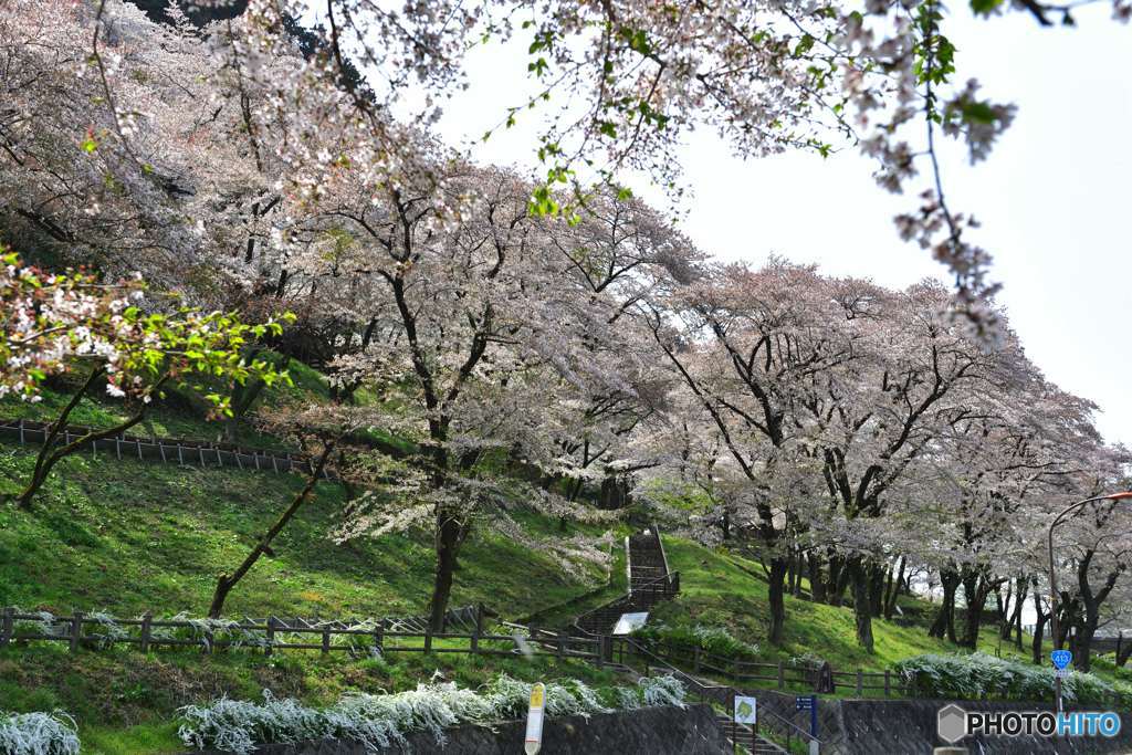 城址の春