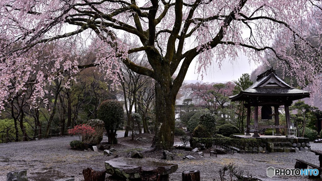 雨降りしきる寺院の春