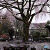 雨降りしきる寺院の春