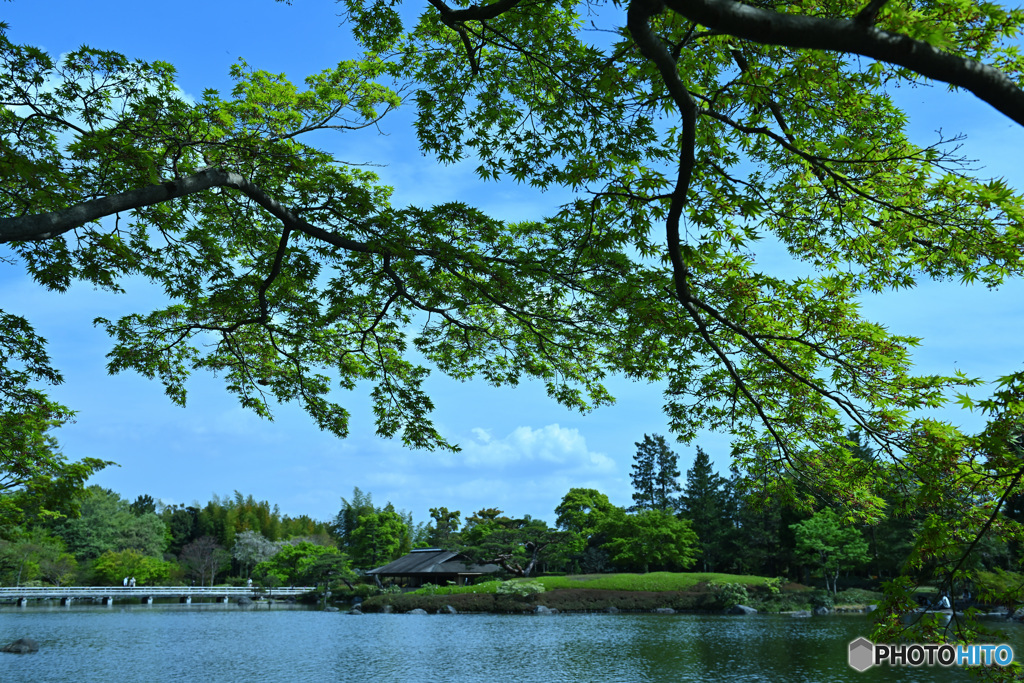 新緑爽やかな日本庭園