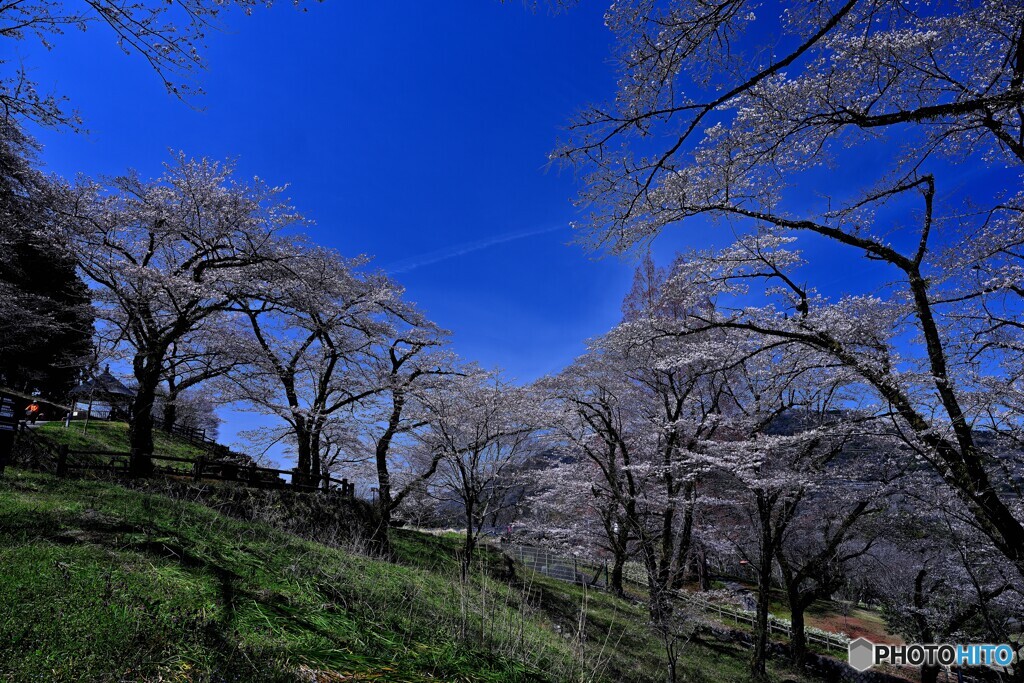 城址公園の春