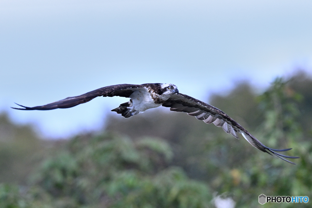 山あい飛翔のミサゴⅡ