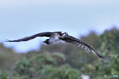 山あい飛翔のミサゴⅡ