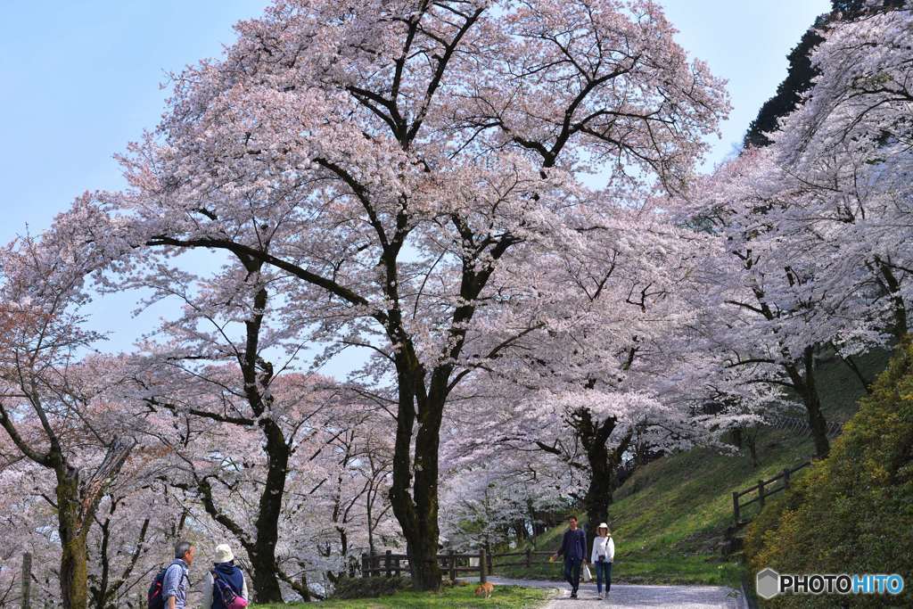 桜浴に散策